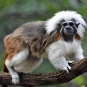 Conserving Cotton-top Tamarins in Colombia with Rosamira Guillen